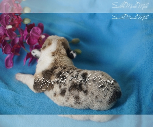 Medium Photo #9 Pembroke Welsh Corgi Puppy For Sale in CRESTVIEW, FL, USA