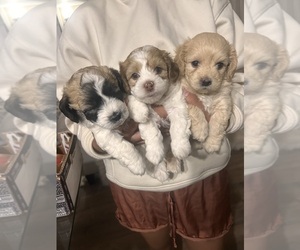 Shih Tzu Puppy for sale in COLORADO SPRINGS, CO, USA