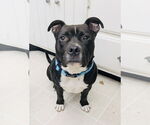 Small #6 Staffordshire Bull Terrier Mix