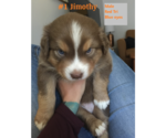 Small Photo #3 Australian Shepherd Puppy For Sale in HARBOR SPRINGS, MI, USA