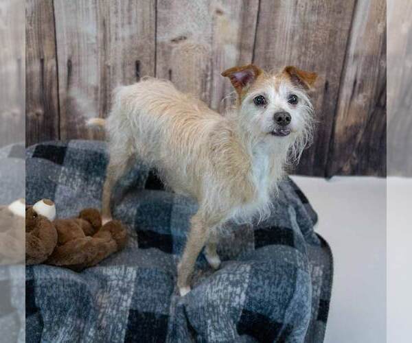 Medium Photo #4 Mutt Puppy For Sale in Kennesaw, GA, USA