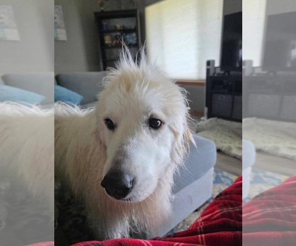 Medium Photo #3 Great Pyrenees Puppy For Sale in Missoula, MT, USA