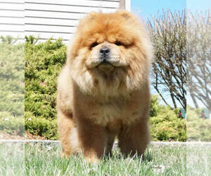 Father of the Chow Chow puppies born on 02/15/2022