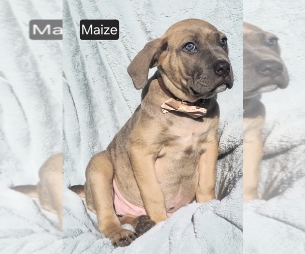 Medium Photo #5 Cane Corso Puppy For Sale in MINERAL WELLS, WV, USA