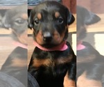 Small Photo #20 Doberman Pinscher Puppy For Sale in SCAPPOOSE, OR, USA