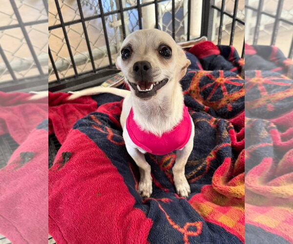 Medium Photo #5 Chihuahua-Unknown Mix Puppy For Sale in Grafton, WI, USA