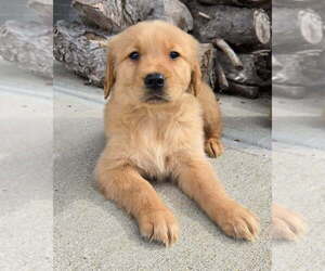 Golden Retriever Puppy for sale in INDIANAPOLIS, IN, USA