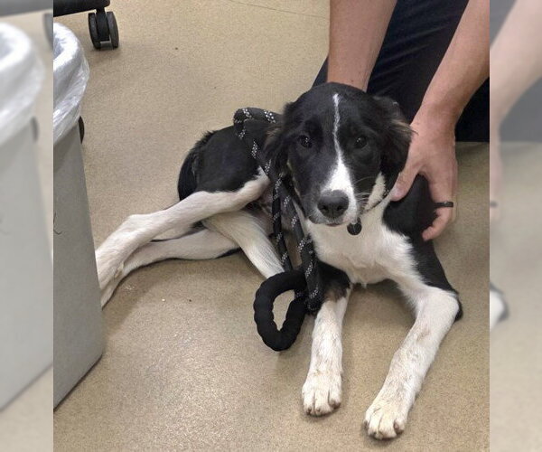 Medium Photo #1 Border Collie-Unknown Mix Puppy For Sale in Derwood, MD, USA