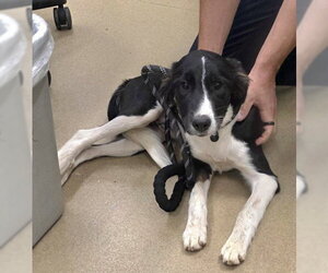 Border Collie-Unknown Mix Dogs for adoption in Derwood, MD, USA