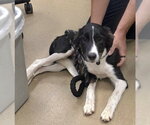 Small Border Collie Mix