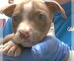 Small American Pit Bull Terrier Mix