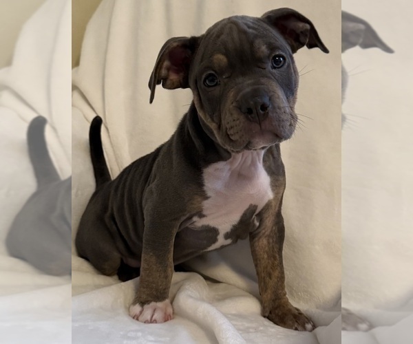 Medium Photo #4 American Bully Puppy For Sale in PALM COAST, FL, USA
