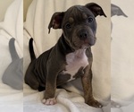 Small Photo #4 American Bully Puppy For Sale in PALM COAST, FL, USA
