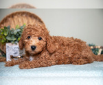 Small #2 Cavapoo