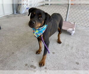 Rottweiler-Unknown Mix Dogs for adoption in Conroe, TX, USA