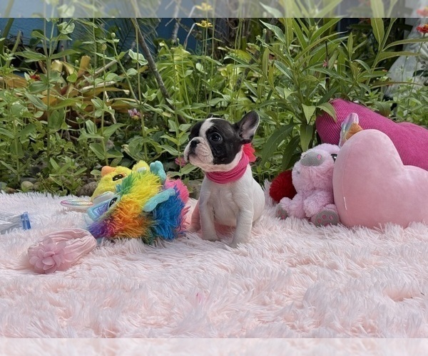 Medium Photo #14 French Bulldog Puppy For Sale in LEHIGH ACRES, FL, USA