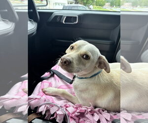 Rex - Male Labrador Retriever-Unknown Mix Dog for Adoption - Photo #2