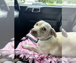 Small #1 Labrador Retriever Mix