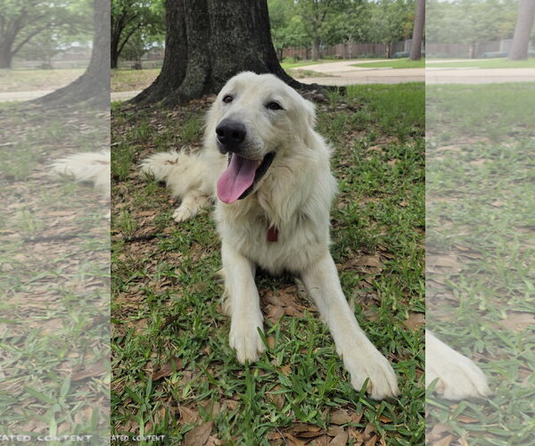 Medium Photo #15 Great Pyrenees Puppy For Sale in Spring, TX, USA