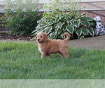 Small #3 Goldendoodle (Miniature)