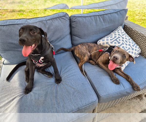 Medium Photo #12 American Pit Bull Terrier-Unknown Mix Puppy For Sale in Holly Springs, NC, USA