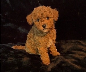 Maltipoo Puppy for sale in GREENFIELD, IA, USA