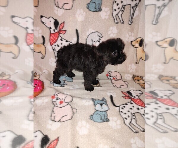 Medium Photo #4 YorkiePoo Puppy For Sale in LAPEER, MI, USA