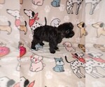 Small Photo #4 YorkiePoo Puppy For Sale in LAPEER, MI, USA