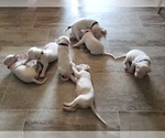 Small Photo #18 Dogo Argentino Puppy For Sale in RYAN, OK, USA