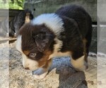Small Photo #12 Australian Shepherd Puppy For Sale in NELSON, VA, USA