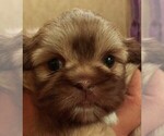 Puppy Danny Shih Tzu