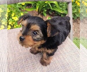 Yorkshire Terrier Puppy for sale in ECONOMY, IN, USA