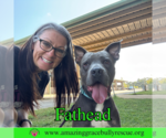 Small #6 American Pit Bull Terrier Mix