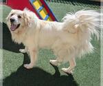 Small #7 Great Pyrenees Mix