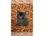 Small Photo #2 Pomeranian Puppy For Sale in CLARKSVILLE, TN, USA