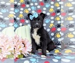 Small Photo #2 Pomsky Puppy For Sale in QUARRYVILLE, PA, USA
