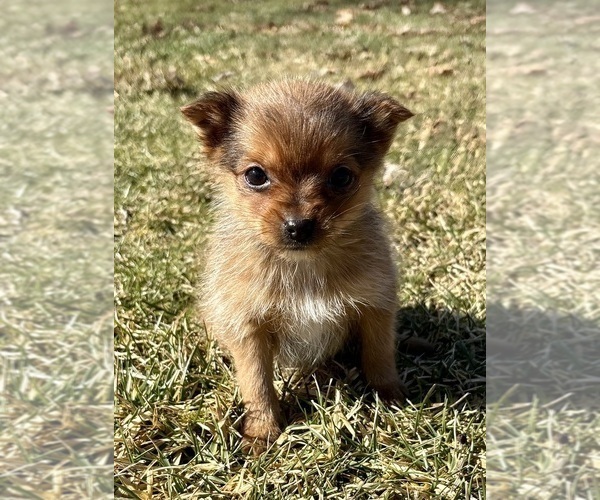 Medium Photo #7 Yorkshire Terrier Puppy For Sale in FAIR HAVEN, MI, USA