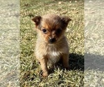Small #6 Yorkshire Terrier