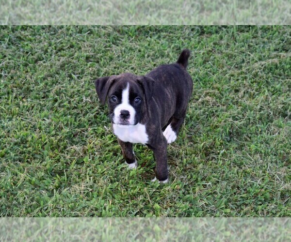 Medium Photo #5 Boxer Puppy For Sale in CHILHOWEE, MO, USA