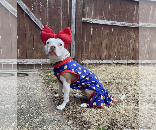 Medium Photo #3 Mutt Puppy For Sale in Rockville, MD, USA