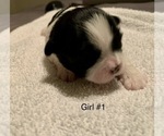 Small Photo #7 Shih Tzu Puppy For Sale in LONGWOOD, FL, USA