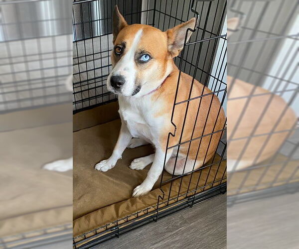 Medium Photo #2 Pembroke Welsh Corgi-Unknown Mix Puppy For Sale in San Antonio, TX, USA