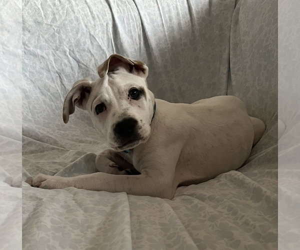 Medium Photo #20 Mutt Puppy For Sale in Brooklyn Center, MN, USA