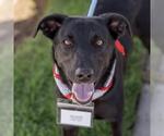 Small #6 Labrador Retriever Mix