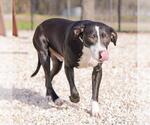 Small #1 Labrador Retriever Mix