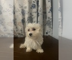 Small #5 Maltese