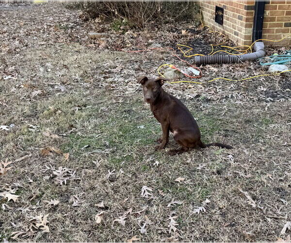 Medium Photo #6 German Shepherd Dog-Retriever  Mix Puppy For Sale in Virginia Beach, VA, USA