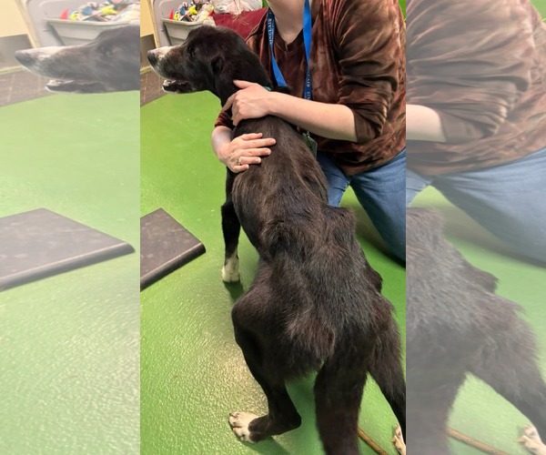 Medium Photo #5 Pyrenees Border Collie Puppy For Sale in Rustburg, VA, USA