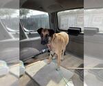 LUCKY - Female German Shepherd Dog Dog for Adoption - Small photo