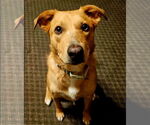 Small #1 Golden Retriever Mix